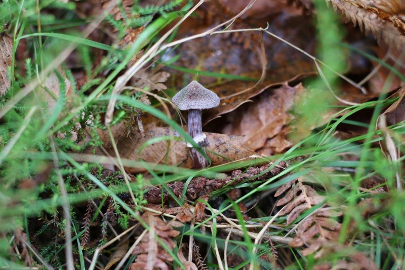 Cortinarius flexipes 003